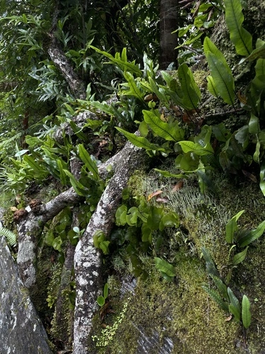 hound's tongue fern