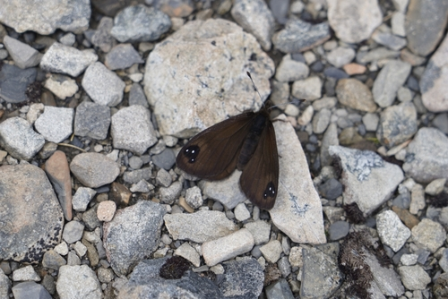 Black Mountain Ringlet