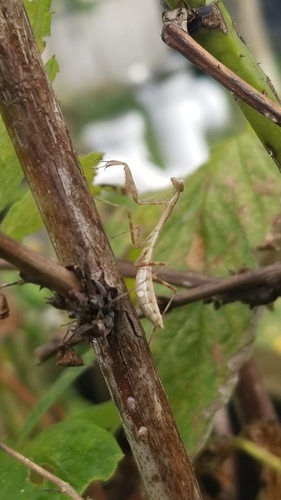 South African Mantis