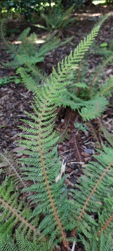 soft shield fern