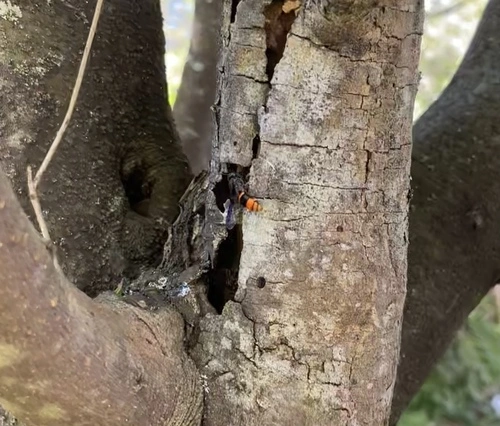 Common Wasp-mimic Bee
