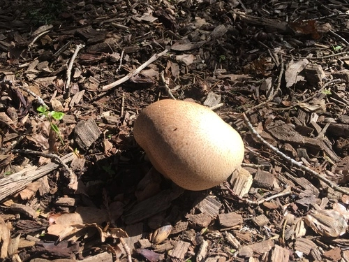 Calvatia