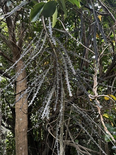 Toothed Lancewood