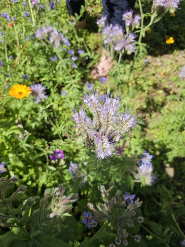 Lacy phacelia