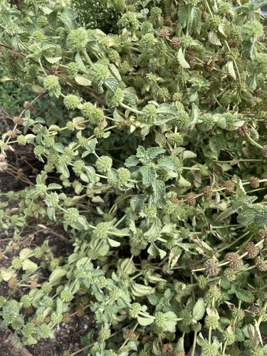 White Horehound