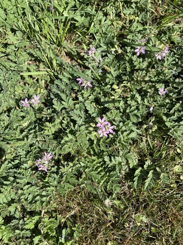 musk stork's-bill