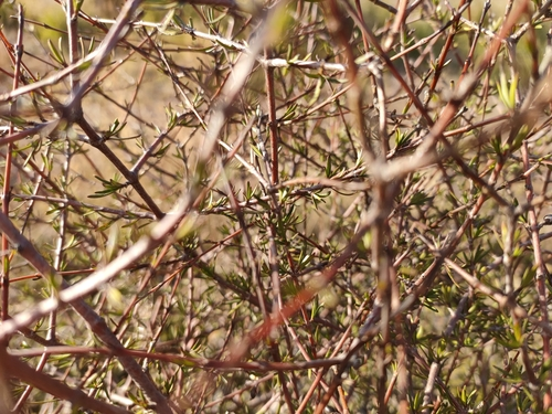 Coprosma intertexta