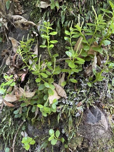 Peperomia urvilleana