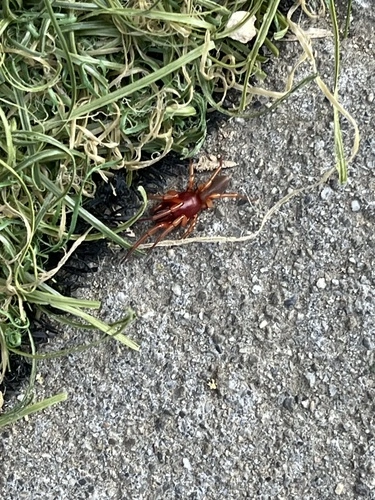 Slater Spider