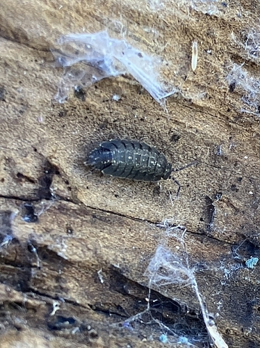 Woodlice, Pillbugs, and Rock Slaters