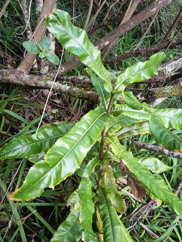 Rough-shell Queensland Nut