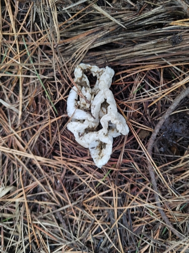 White Basket Fungus