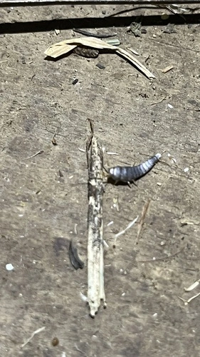 Common Silverfish