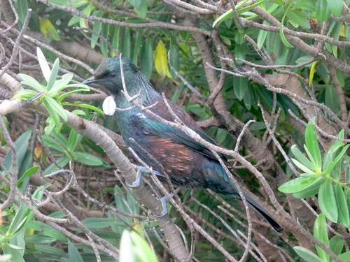 Chatham Island Tui