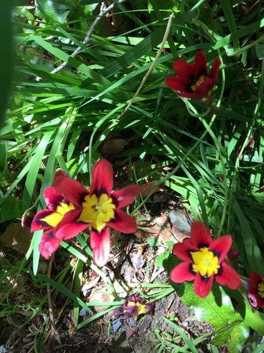 Harlequin flower