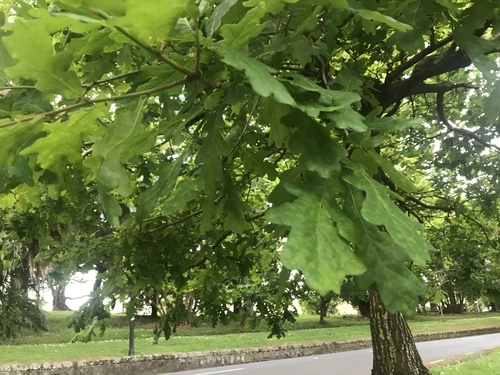 pedunculate oak