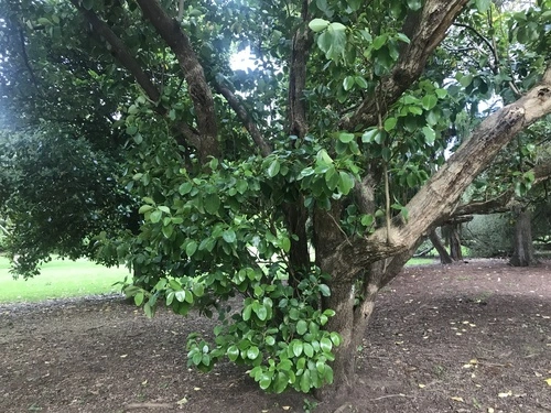 New Zealand Broadleaf