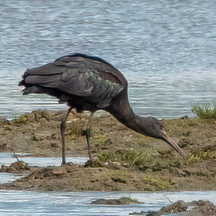 Glossy Ibis