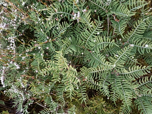 alpine coral-fern