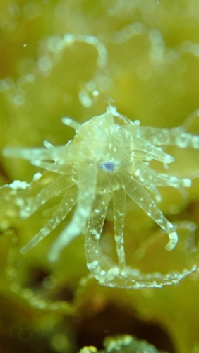Bunodeopsis