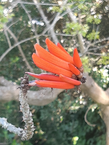 Coral trees