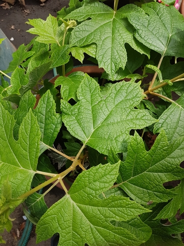 oakleaf hydrangea