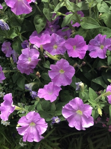 petunias