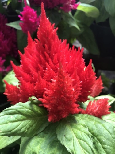 Celosia