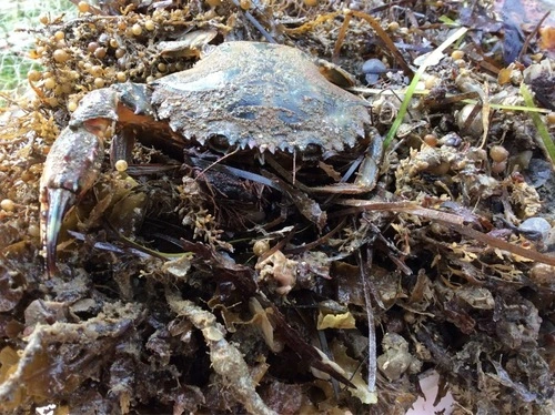 Asian Paddle Crab