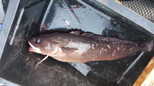 Bearded Rock Cod