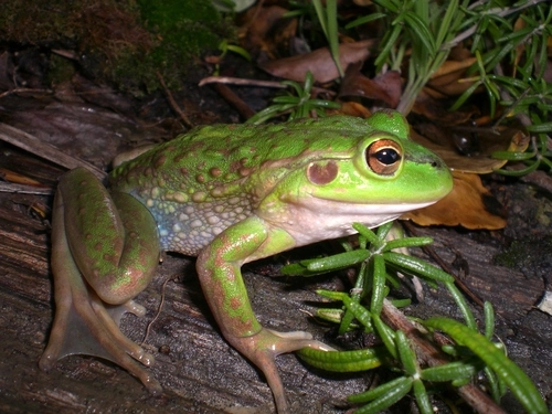 Southern Bell Frog
