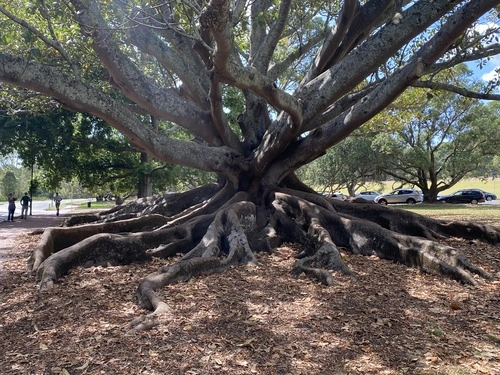 Moreton Bay fig