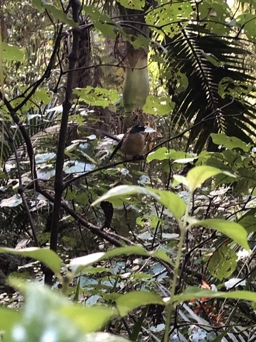 North Island Fantail