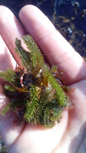 Camouflage Crabs