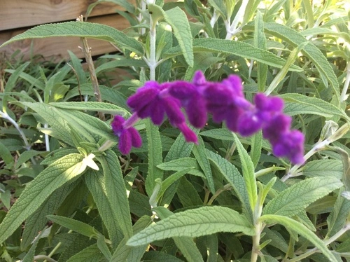 Mexican Bush Sage