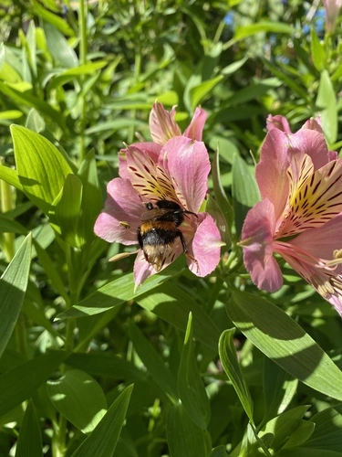 Buff-tailed Bumble Bee