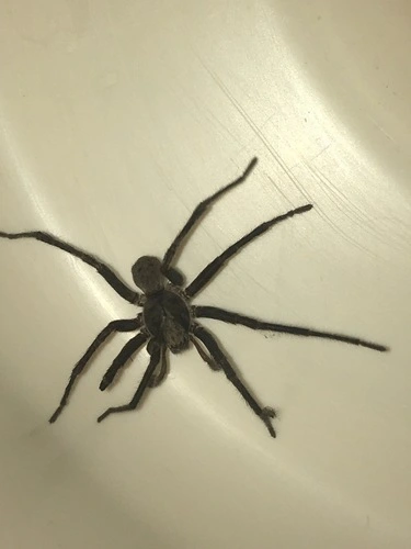 Vagrant Spiders
