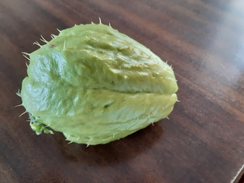 pipinella