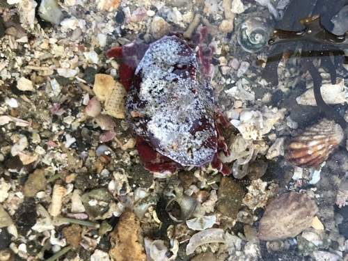 Triangle crab