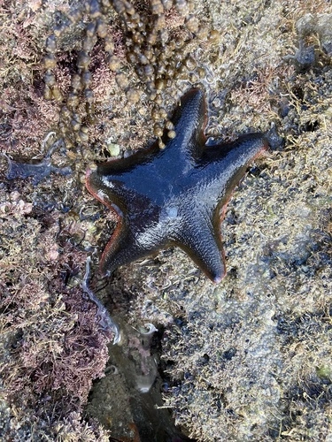 New Zealand Common Cushion Star