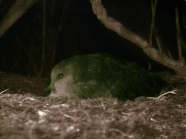 Male kākāpō booming