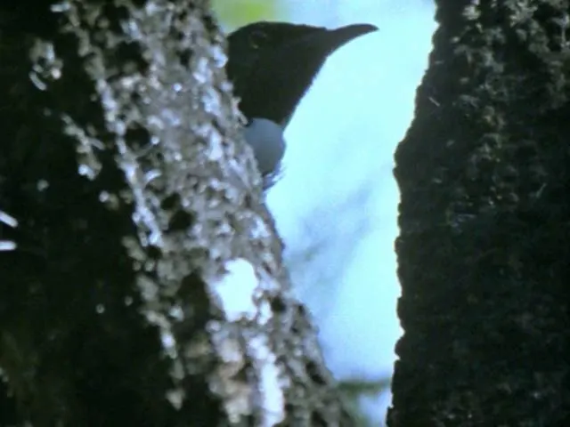 Tūī collecting honeydew