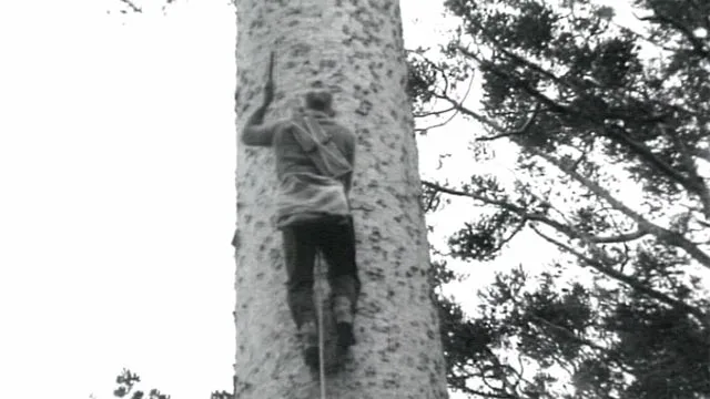 Tree climbing