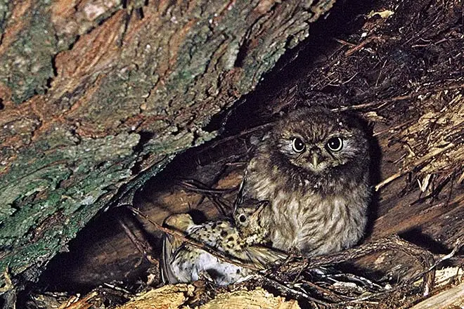 Little owl with dead thrush