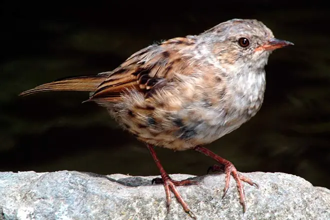 Hedge sparrow