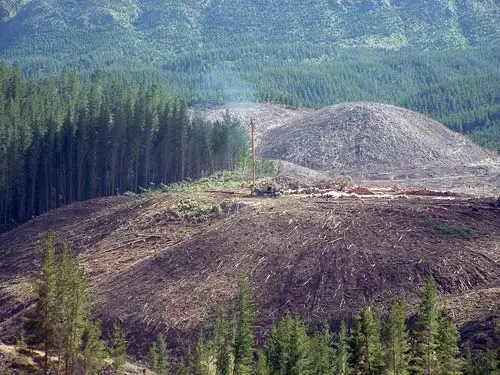 Logging pine forest