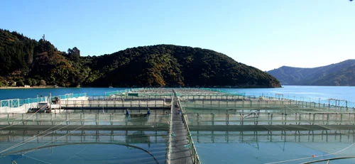 Te Pangu salmon farm