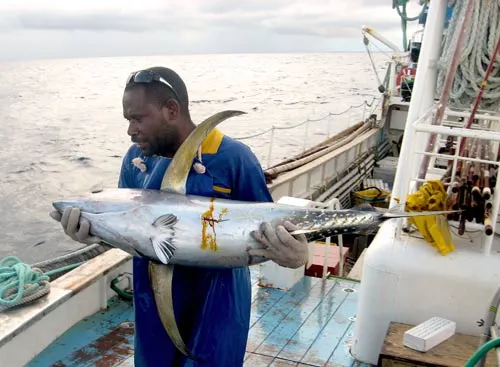 Tagged tuna