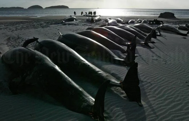 Stranded pilot whales