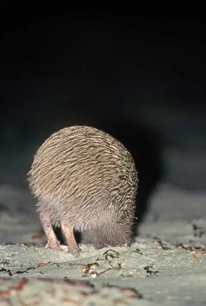 Stewart Island kiwi